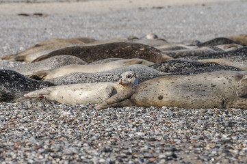 Colony of seals at Helgoland island, Germany