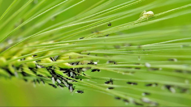 Ants on wheatear (macro)