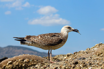 seagull is eating fish