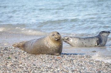 Colony of seals at Helgoland island, Germany