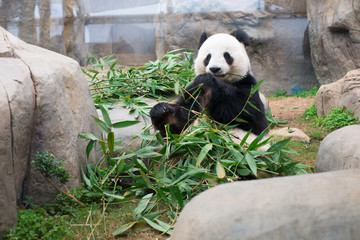 Obraz na płótnie Canvas Cute Giant Panda eating bamboo