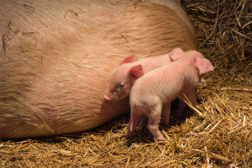 piglets with a pig