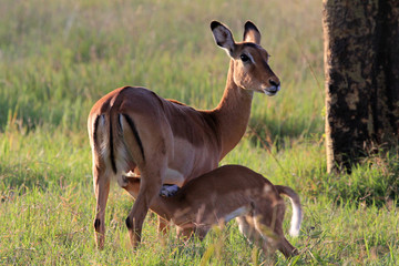 Impala Antilope säugt Jungtier