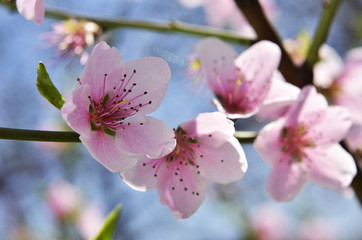 blossoming peach