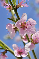 blossoming peach