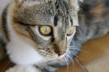 Fototapeta premium Gatto