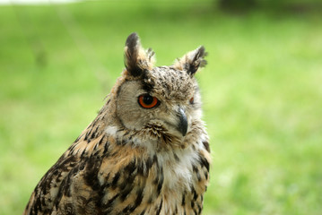 owl close up