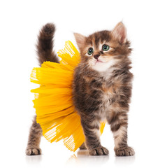 Cute kitten