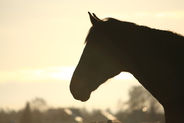 Silhouette of horse in sunset