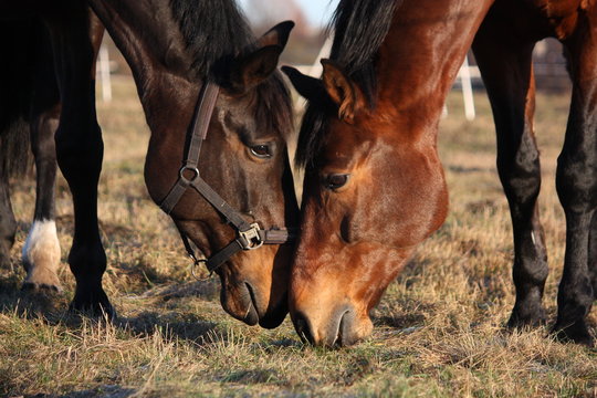 Two horses eating grass at the pasture