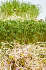 Fresh alfalfa sprouts and cress on white background