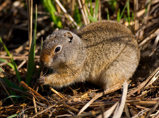 Naklejka na ściany i meble Uinta Ground Squirrel with muddy paws eating roots