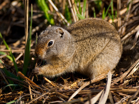 Uinta Ground Squirrel with muddy paws eating roots