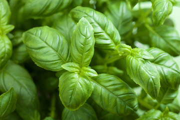 fresh basil leaves herb background