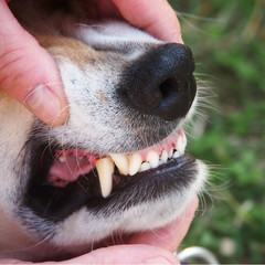dog teeth 28