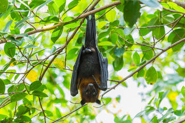 Flying fox hanging on the tree - 65072655