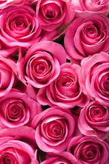 Panele Szklane Podświetlane  beautiful pink roses background