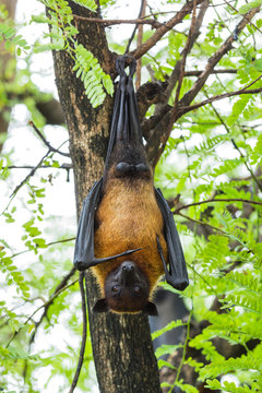 Flying fox hanging on the tree