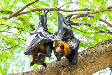 Couple Flying foxes hanging on the tree - 65073080