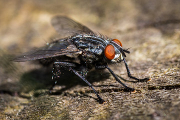 Fly