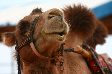 Obraz premium The image of beautiful nature in Asia