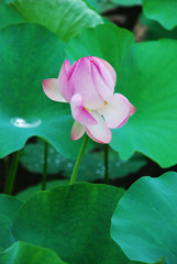 The image of beautiful nature in Asia