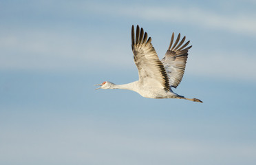 Fototapeta na wymiar Sandhill Crane In Flight