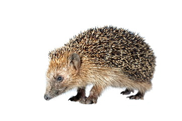 moving hedgehog
