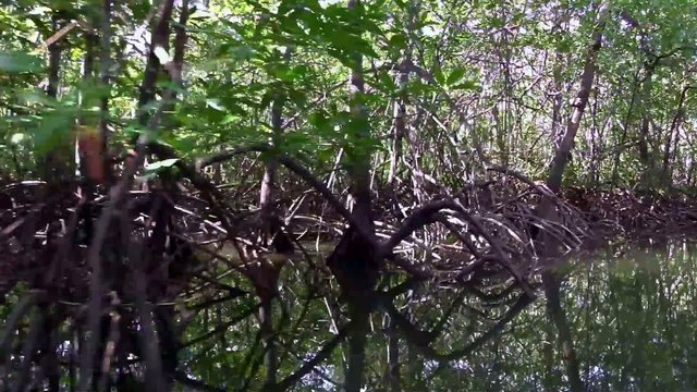 eine Bootsfahrt durch die Mangrovenw&auml;lder in Costa Rica