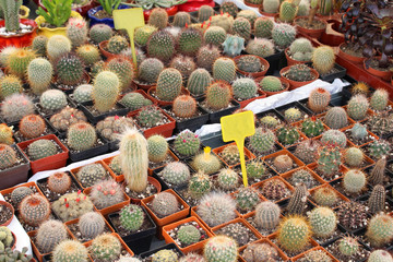 Small cactuses