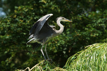 Grey Heron, Ardea cinerea