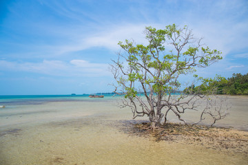 Dead tree on a beach