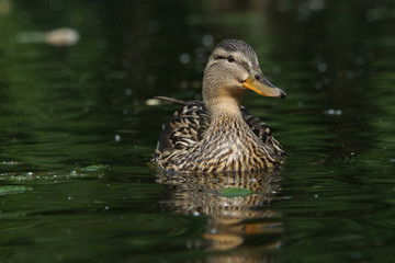 Mallard, Anas platyrhynchos