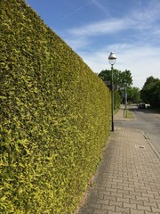 Straßenecke mit Hecke und Laterne