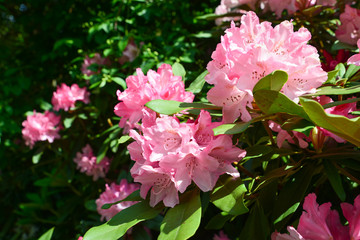 Rhododendron azalea