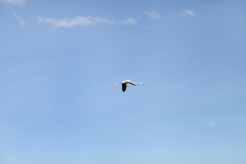 Fototapeta premium A lone Lesser Flamingo in blue sky