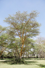 A beautiful fever tree in kenya