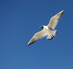 Seagull  flying in the sky