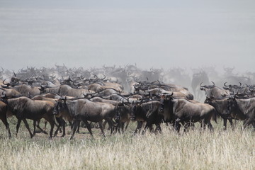 Gnu Herde - Wildebeest herd