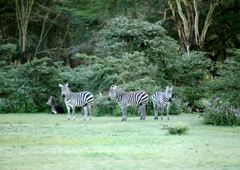 Zebras seeing the camera