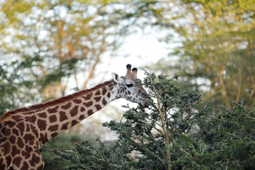Giraffe feeding leaves