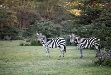Fototapeta na wymiar Two Zebras near Naivasha lake