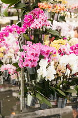 beautiful orchid