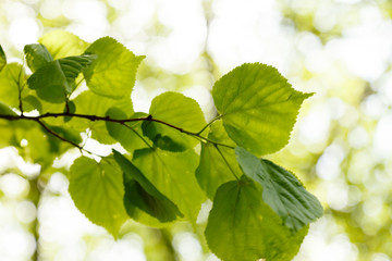 green leaves