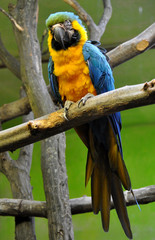 Colorful parrot