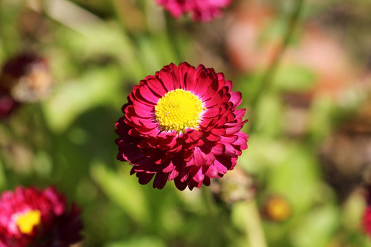 Paquerette vivace rouge