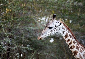 Tall neck of Giraffe