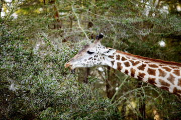 Giraffe stretching its neck to eat