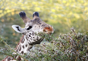 Closeup showing the wounds on the mouth of Giraffee
