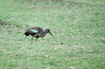 A beautiful Hadada Ibis near Lake Naivasha, Kenya